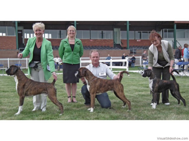A family affair at Birmingham — Debbie Huggins shortlisted her for the CC - left is her sire Ch. Walkon Made'n Issue